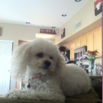 a better Bella