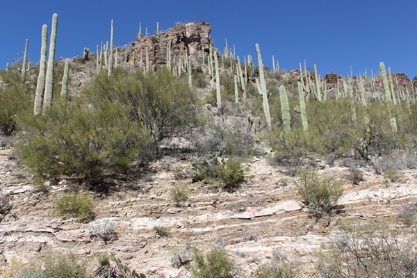 Sabino4
